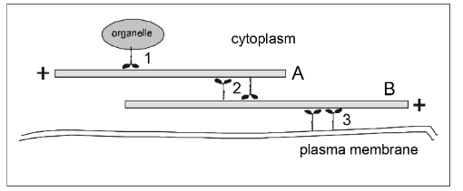 <p>If<span> </span>filament<span> </span>B<span> </span>has<span> </span>fixed<span> </span>position,<span> </span>in<span> </span>which<span> </span>direction will filament A move if the motors at (2) operate?</p><ol><li><p>motors = dynein</p></li><li><p>motors = myosin</p></li></ol>