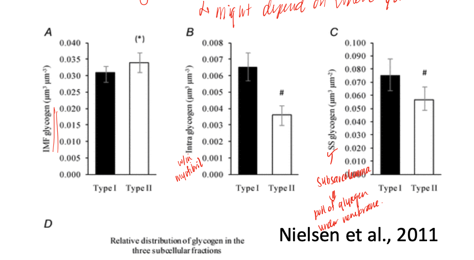 <p>level of glycogen in different fiber types </p>