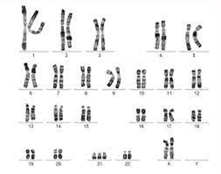 <p>Image that depicts the total number (and pairs) of chromosomes from a dividing cell</p>