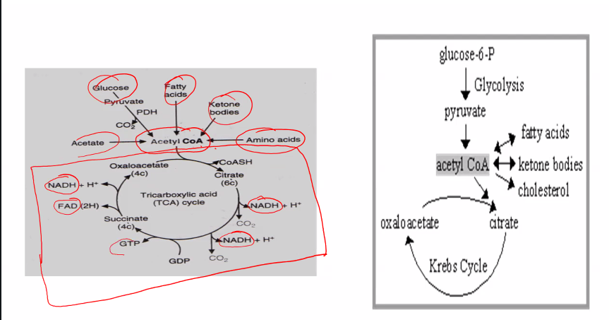 <p>krebs cycle: acetyl-CoA → 2NADH, 2 CO2, 1 GTP, FADH2, NADH</p><p>you cannot have over 1000ATP, once ATP count gets over 1000, you start to store it as something different (fat, etc). </p>