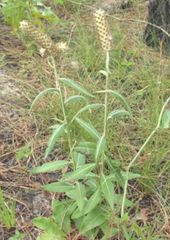 herb with winged stems and large flower heads
leaves are white and pubescent on the underside and dark green on top
