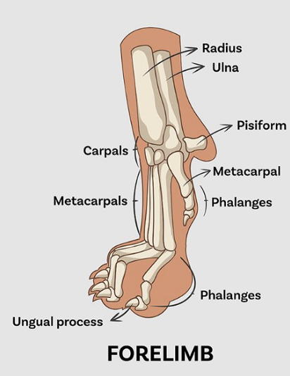 <p>anatomy of dog paw: forelimb</p>
