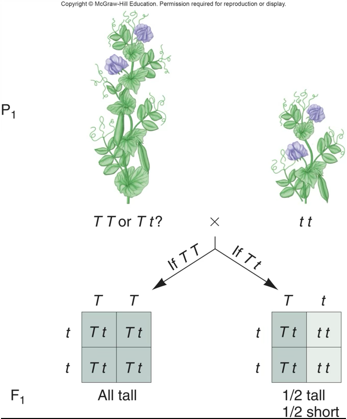<p>Crossing an individual of unknown genotype with a homozygous recessive individual</p>