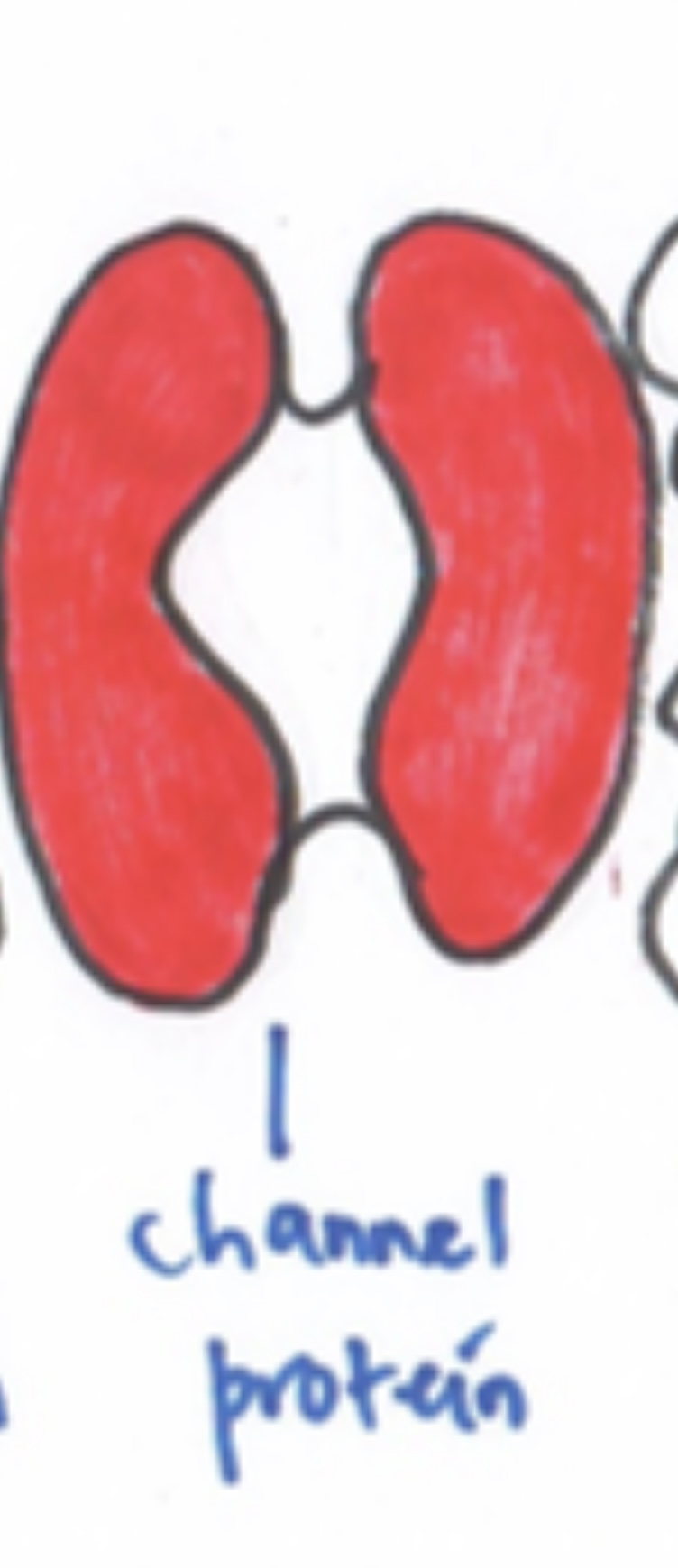 <p>Channel protein </p>