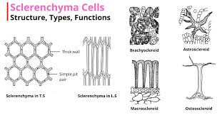 <p>Function of sclerenchyma?</p>