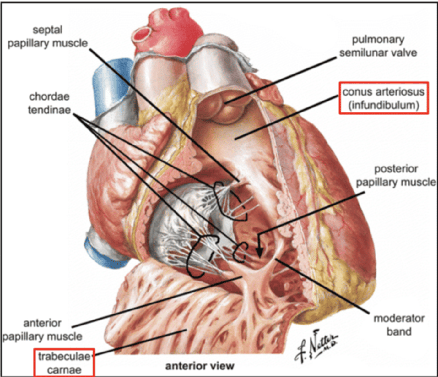 <p>infundibulum or outflow region or conus arteriosus (smooth and membranous)</p><p>trabeculae carnae (muscular and irregular)</p>