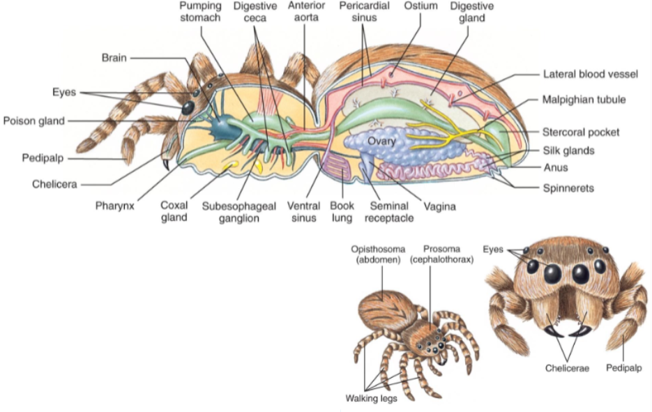 <p>Spiders (order Araneae)</p><ul><li><p>Tagmata:</p><ul><li><p>Prosoma (cephalothorax)</p></li><li><p>Opisthosoma (abdomen)</p></li></ul></li><li><p>Chelicerae have fangs with poison</p></li><li><p>predaceous</p></li><li><p>most have silk glands</p></li><li><p>8 simple eyes</p></li></ul><p></p>