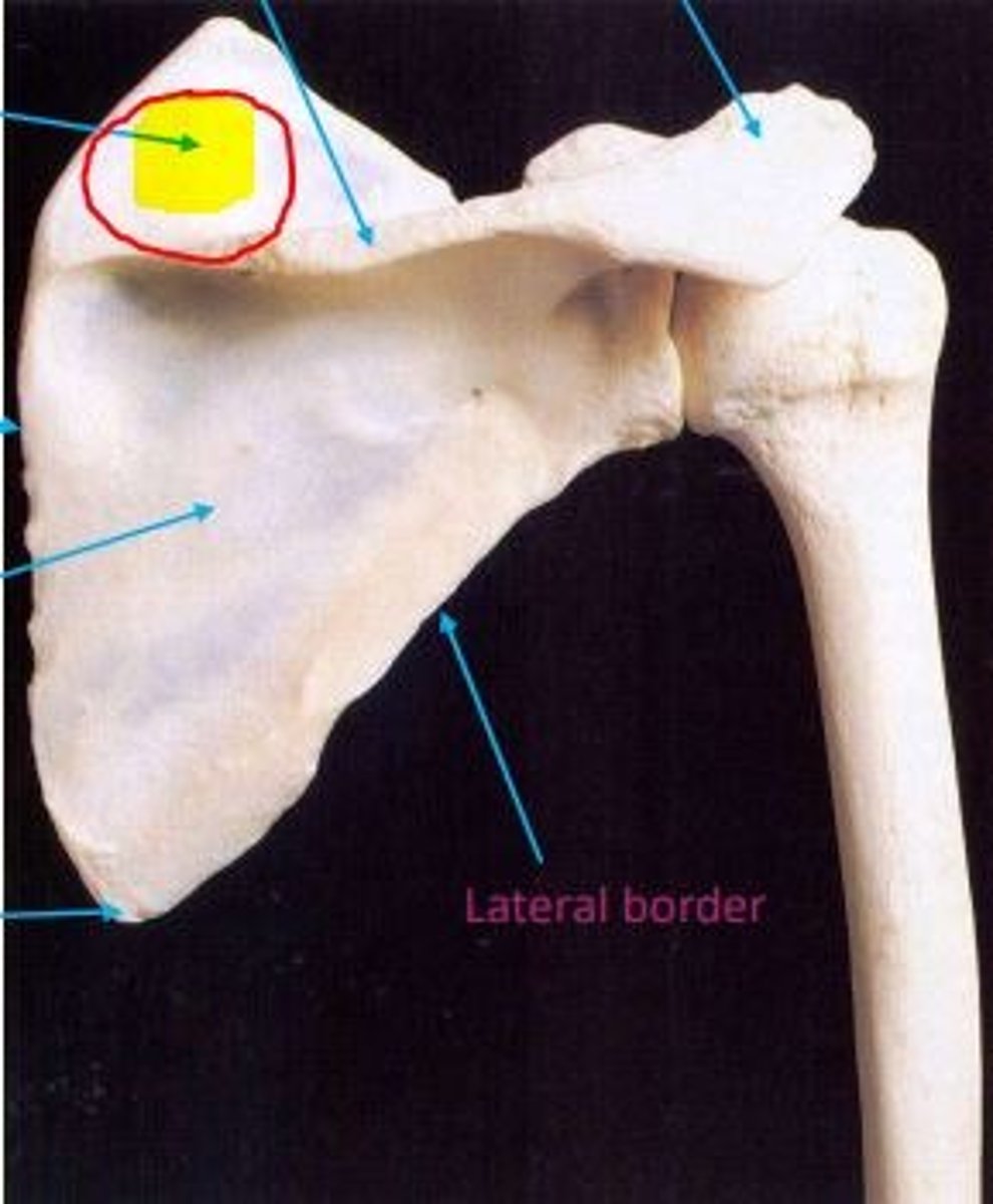 <p>Supraspinous fossa </p>