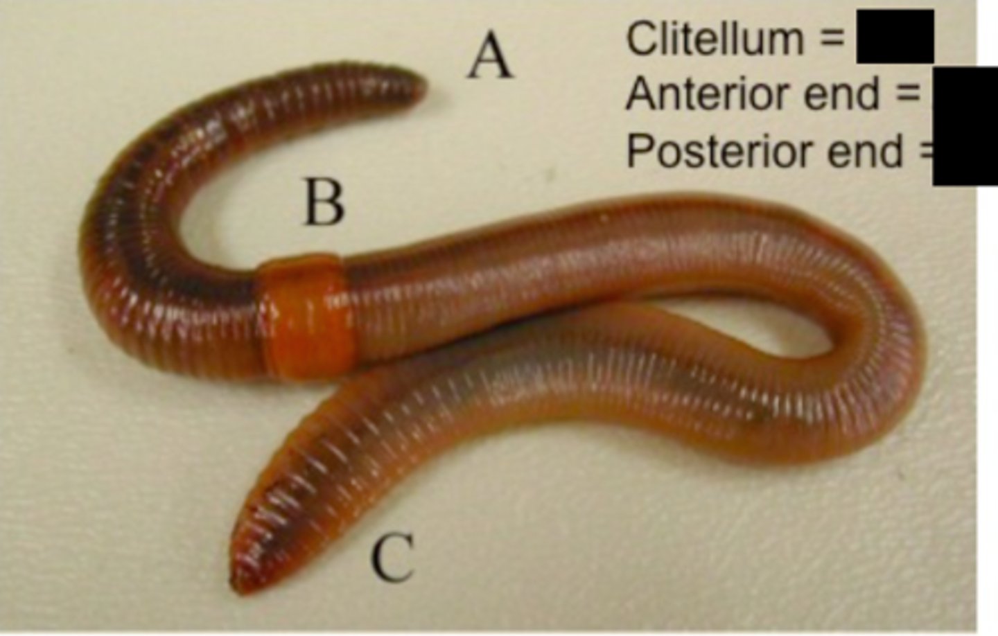 <p>A = Anterior end<br>B = Clitellum<br>C = Posterior end</p>