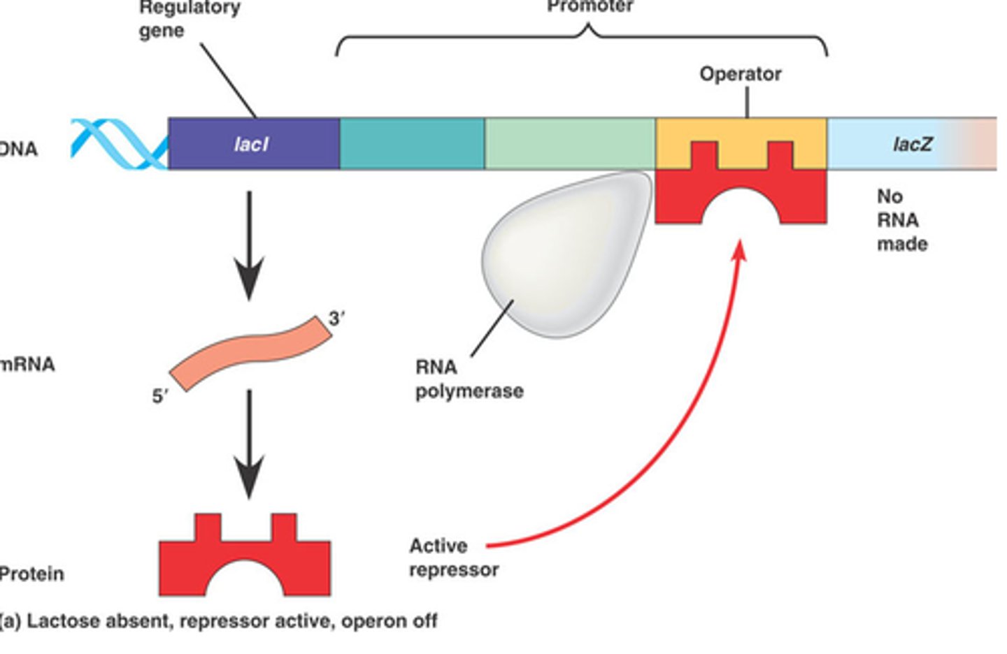 <p>A protein that binds to an operator and physically blocks RNA polymerase from binding to a promoter site</p>