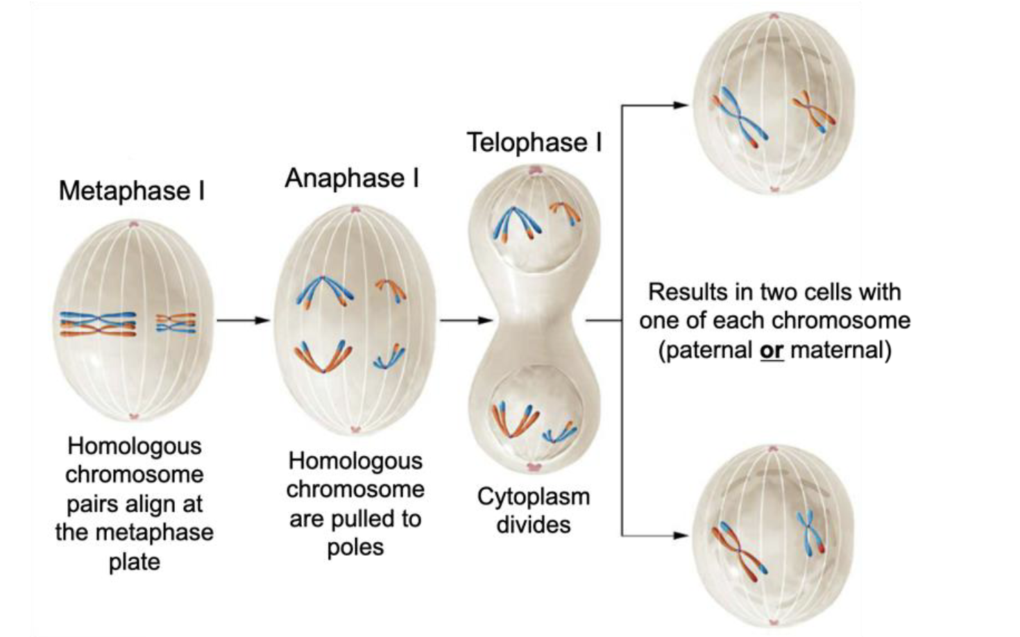 <p>Homologous chromosome pairs align at metaphase plate</p>
