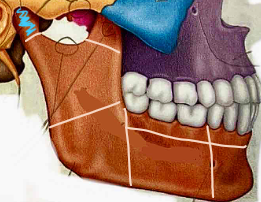 <p>What part of the mandile?</p>