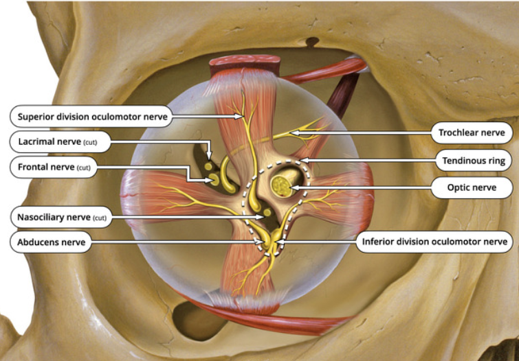 <p>Which recti are also attached to the dural sheath of the optic nerve?</p>