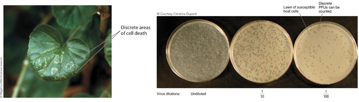 <p>Viral quantification: <strong><em>Plaque assay</em></strong></p><ul><li><p>This is useful in <strong><em>phages</em></strong> and <strong><em>plant viruses.</em></strong></p></li><li><p>Virus is diluted and placed on <strong><em>target cells.</em></strong></p></li><li><p>Plaques are counted to determine <strong><em>plaque-forming unit (PFU) </em></strong>titer of original suspension.</p></li></ul><p></p>