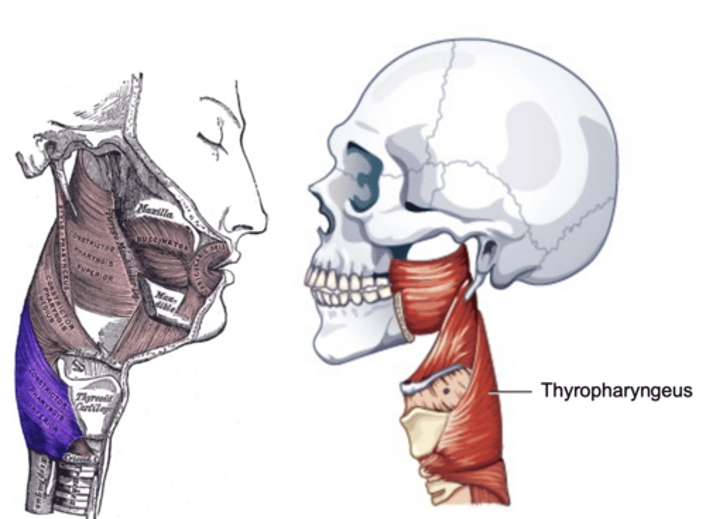 <p>Inferior Constrictor consists of the</p><p>Thyropharyngeus and the Cricopharyngeus</p><p>Inferior Constrictor is thickest and strongest of constrictor muscles</p><p>Thyropharyngeus is the majority of the Inferior Constrictor</p><p>Origin -thyroid cartilage</p><p>Course - fans out posteriorly and medially</p><p>Insertion - midline raphe</p><p>Action - reduce diameter pharynx</p>