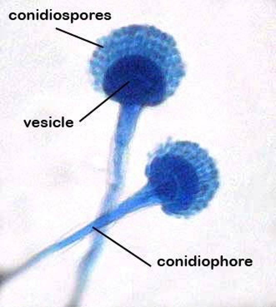 <p>Asexual spores produced externally on specialized hyphae called conidiophores, not enclosed in a sac.</p>