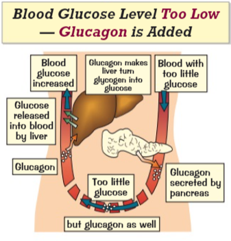 <p>Low Blood Glucose</p>