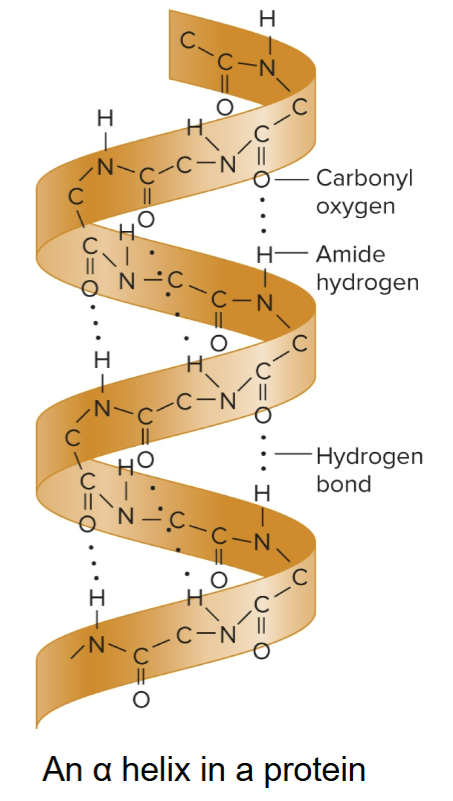 <ul><li><p>in 1950s, proposed that regions of protein can fold into a secondary structure called an α-helix</p></li><li><p>built ball-and- stick models to elucidate this structure</p></li><li><p>incorrectly proposed triple helix DNA structure</p></li></ul><p></p>
