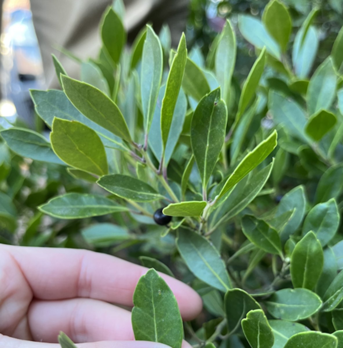 <p>black small fruit (dioecious), lip tip slight lobing</p>