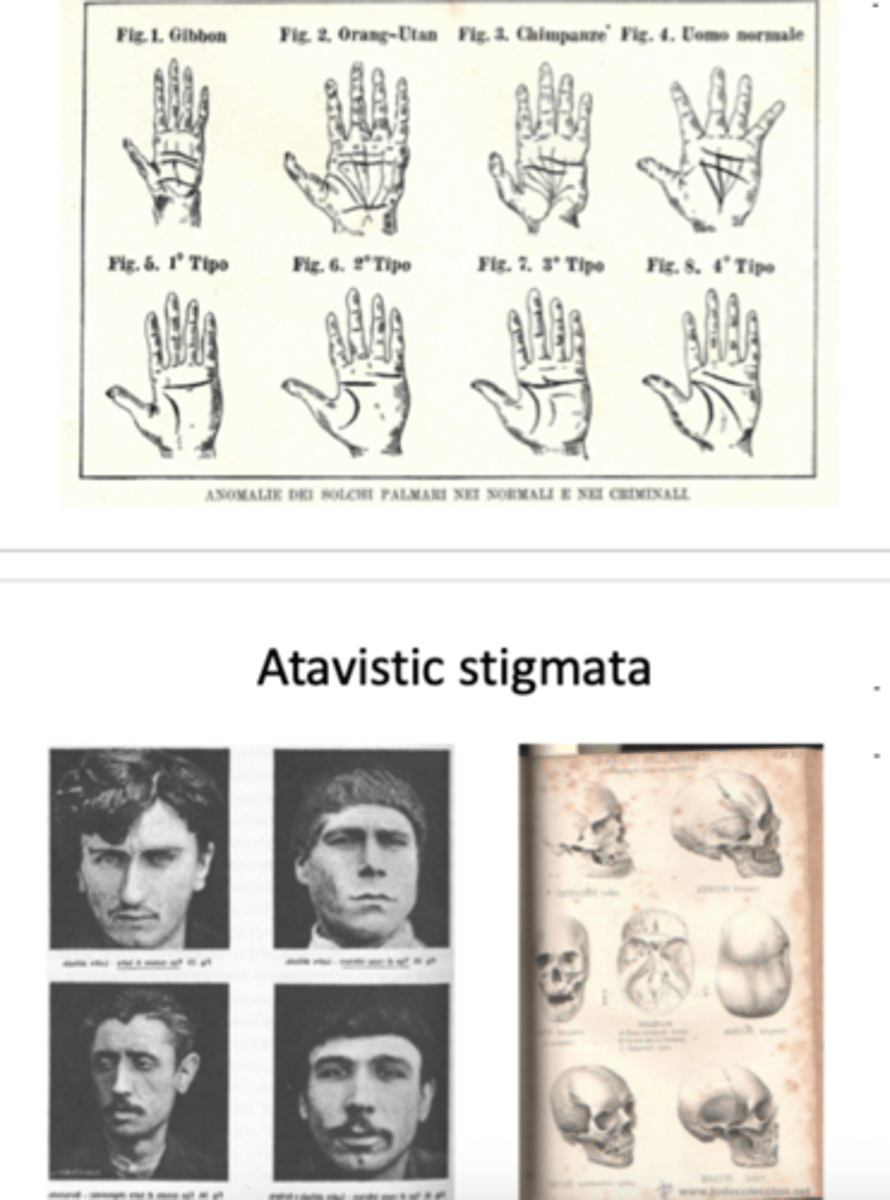 <p>1. the basis of all crimes originates in the brain</p><p>2. criminals are an evolutionary throwback to more primitive species</p><p>- they have 'atavistic stigmata'= physical characteristics e.g. large jaw, flopping forehead, single palm crease, skull indentation</p><p>- theory fed eugenics movement in early 20th century (hierarchy of criminals with jews and italians at top)</p>