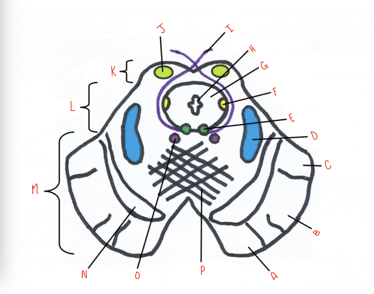 <p>What structure of the sliced inferior colliculus section of the midbrain is labeled B?</p>