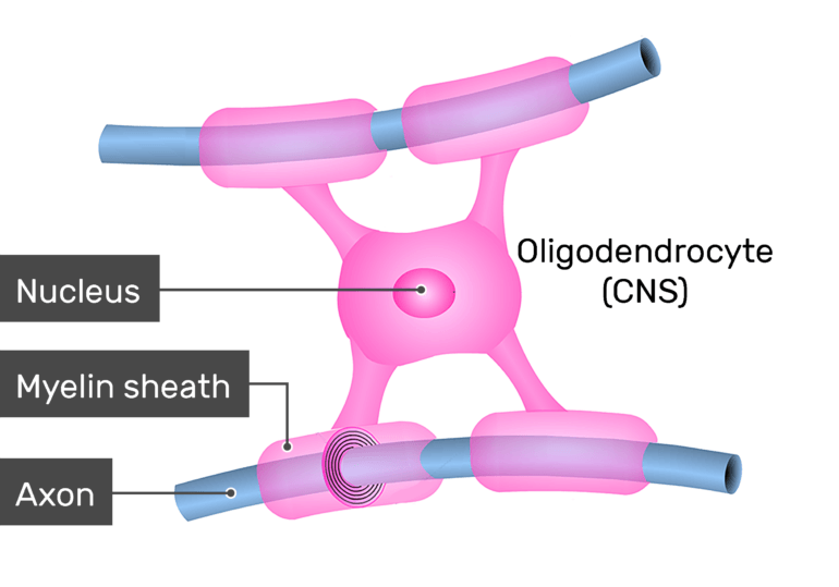 <p>-<span>Oligodendrocytes are specialized cells in the brain that produce myelin, a fatty substance that insulates nerve fibers and helps electrical signals travel quickly. They also support the metabolic needs of nerve cells, providing them with nutrients and energy.&nbsp;&nbsp;</span></p>