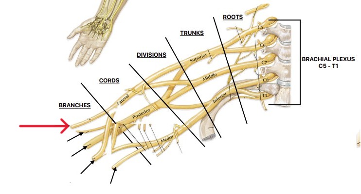 <p>Which nerve of the brachial plexus is:</p><ul><li><p>Lateral cord</p></li></ul><p></p>