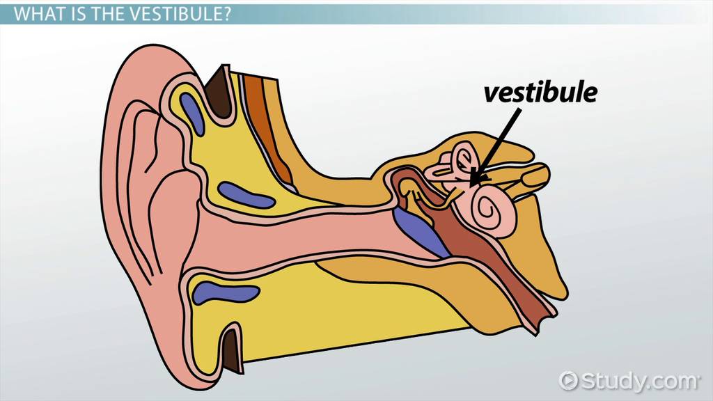 <p>Vestibule</p>