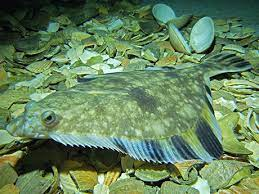 * left or right eyed
* dark bands on dorsal, anal, & tail fins
* 3 ft. length
* well-camouflaged