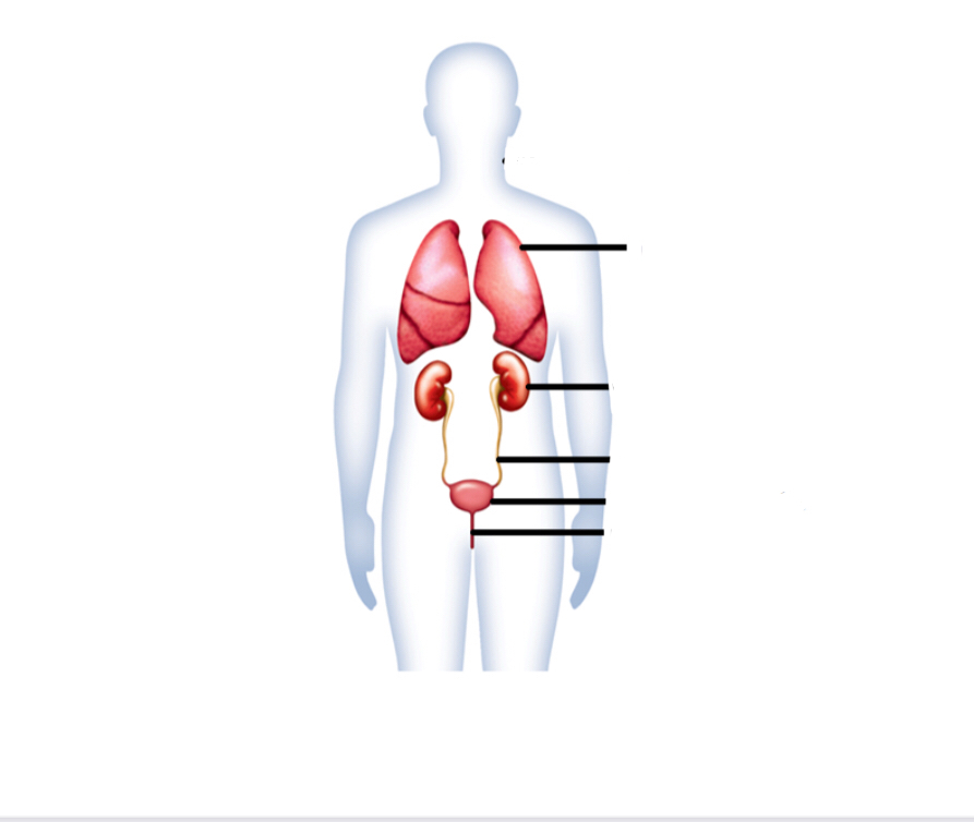 Label the excretory system structures 