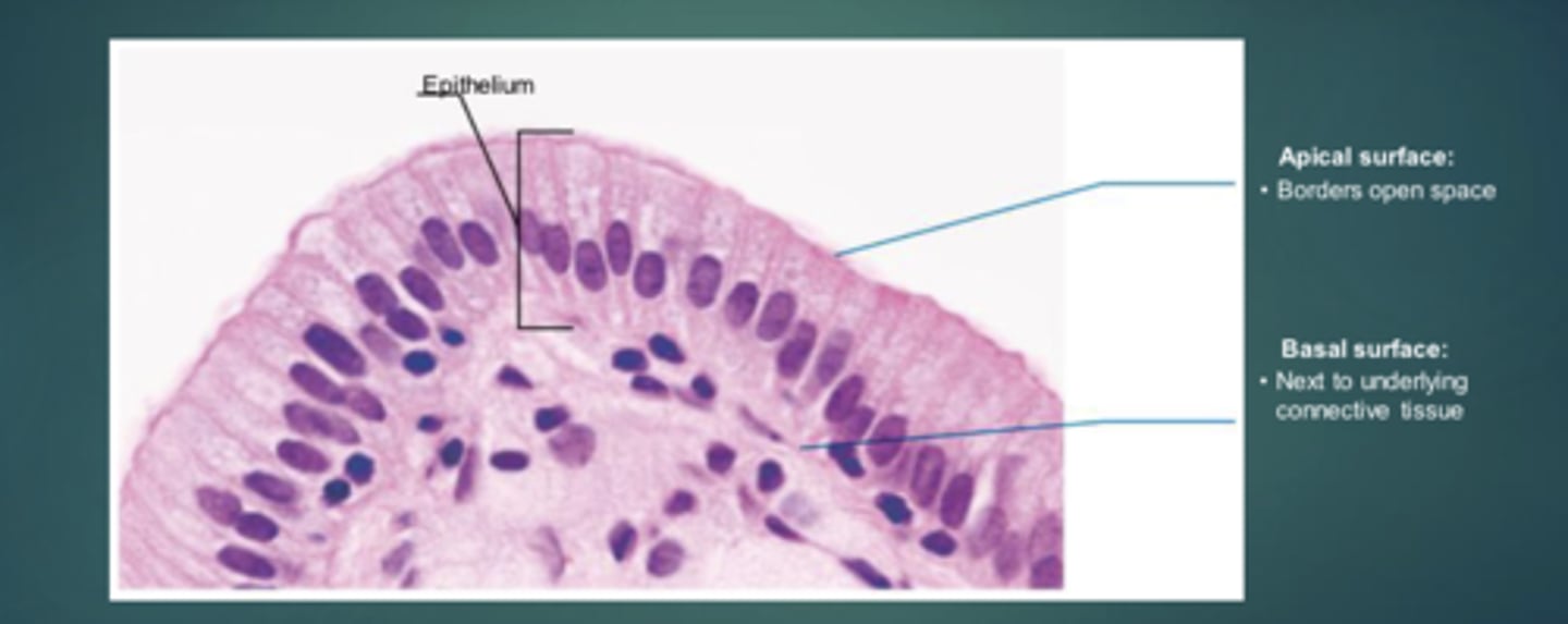 <p>The upper, free side exposed to the body surface or cavity; may have microvilli or cilia.</p>