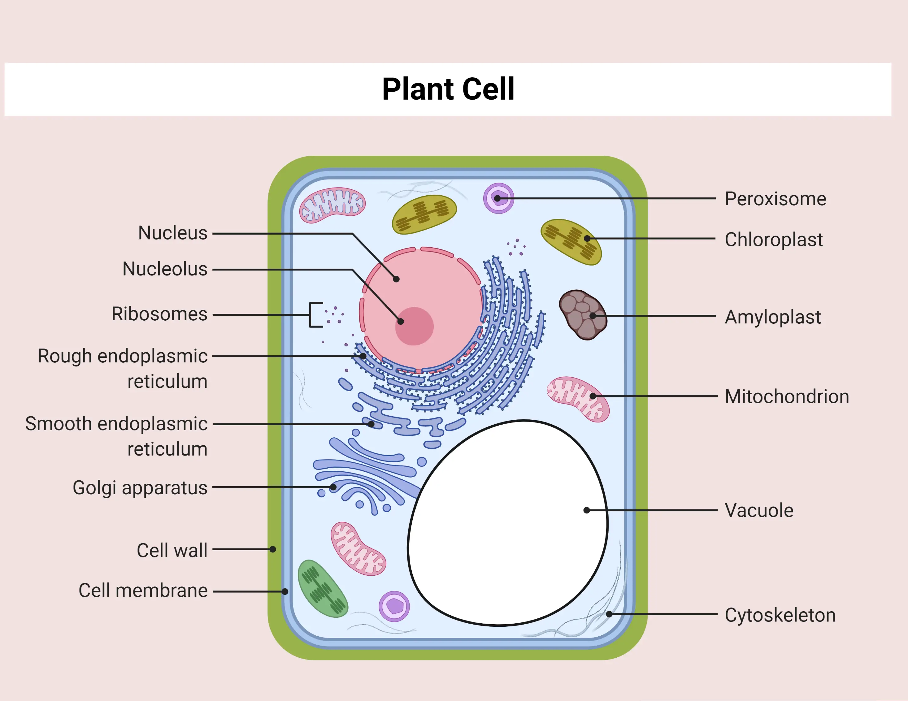 <p>Cytoskeleton</p>