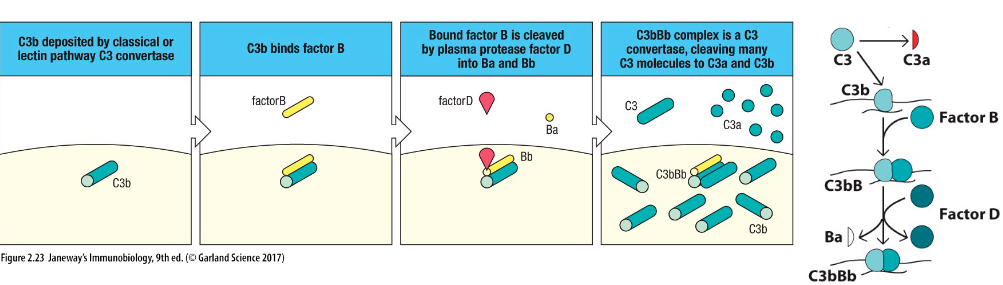 <p>Alternative pathway: </p><ul><li><p>Factor B binds to C3b</p></li><li><p>Factor D cleaves Factor B into Ba and Bb</p></li><li><p>Results in C3bBb</p></li></ul><p></p>