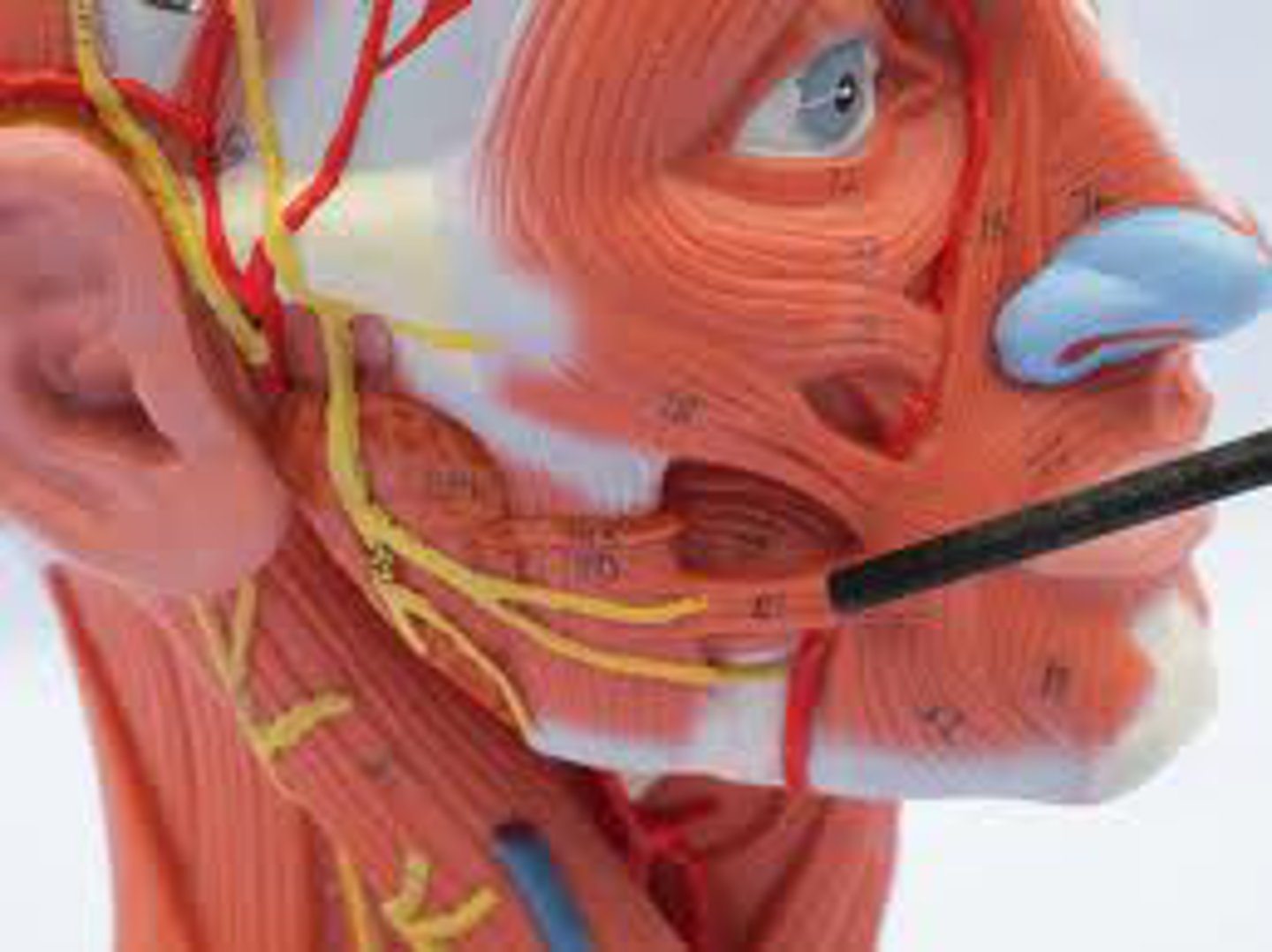 <p>Abduct corners of mouth</p>