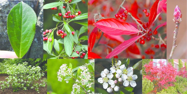 <p>Beautiful red buds</p>