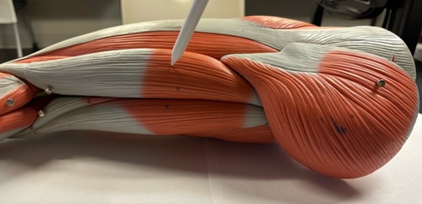 <p>What are the (3) attachments of the Biceps Femoris (Long Head)?</p>