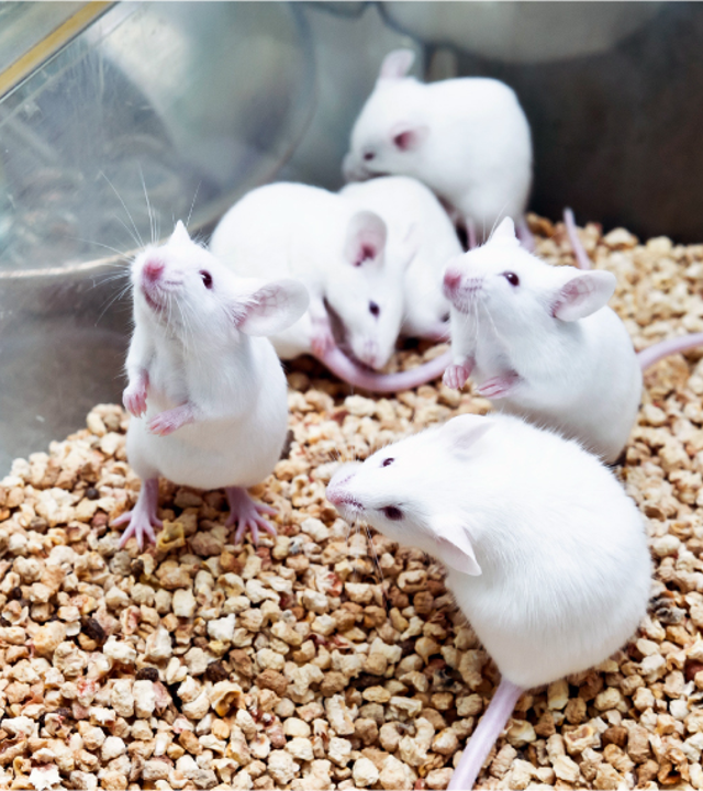 <p>Monogamous mating </p>