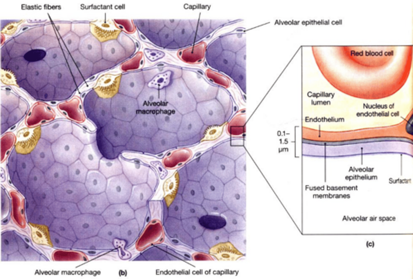 <p>Exchange of gas between the atmosphere and the blood, including uptake of O2 and release of CO2.</p>
