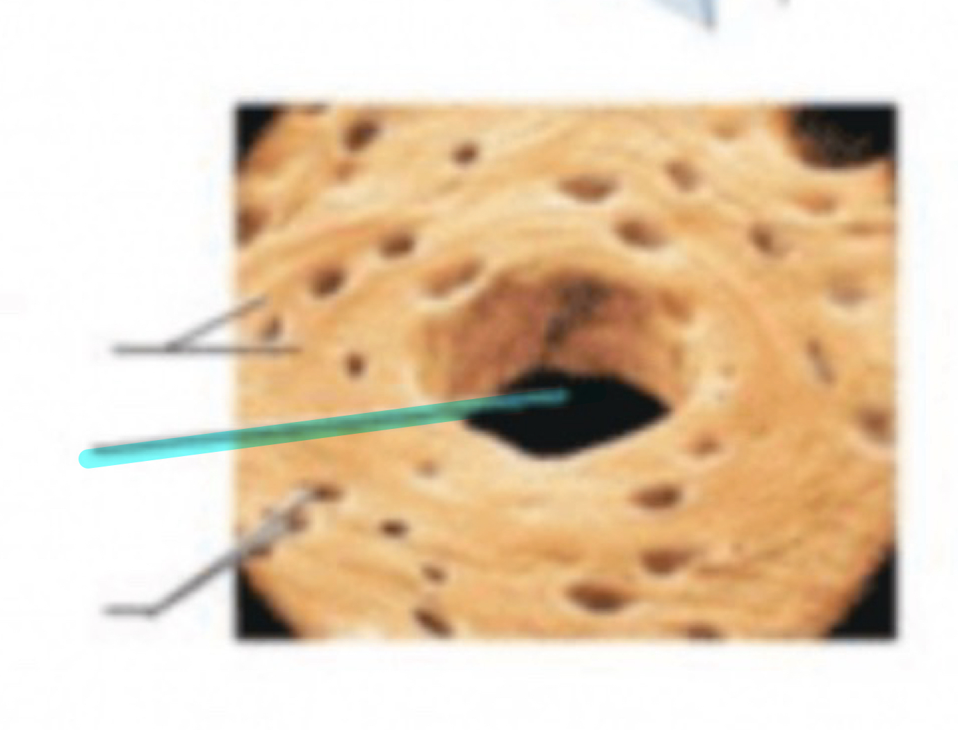term image