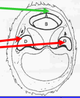 <p>¿De qué zona es este corte? y ¿cuáles son las estrucutras que se ven?</p>