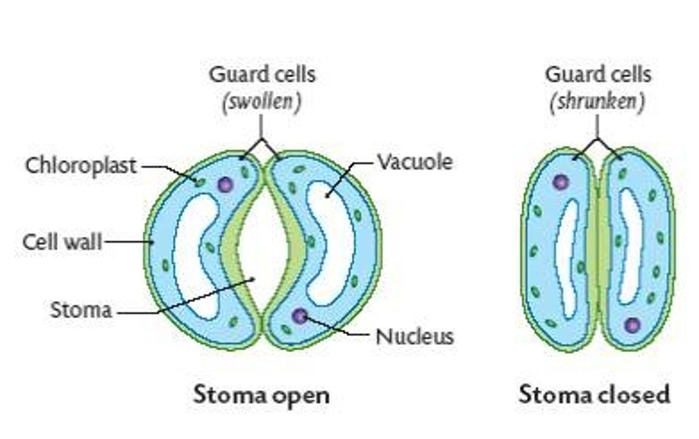 <p>Cells that surround stomata and control their opening and closing</p>