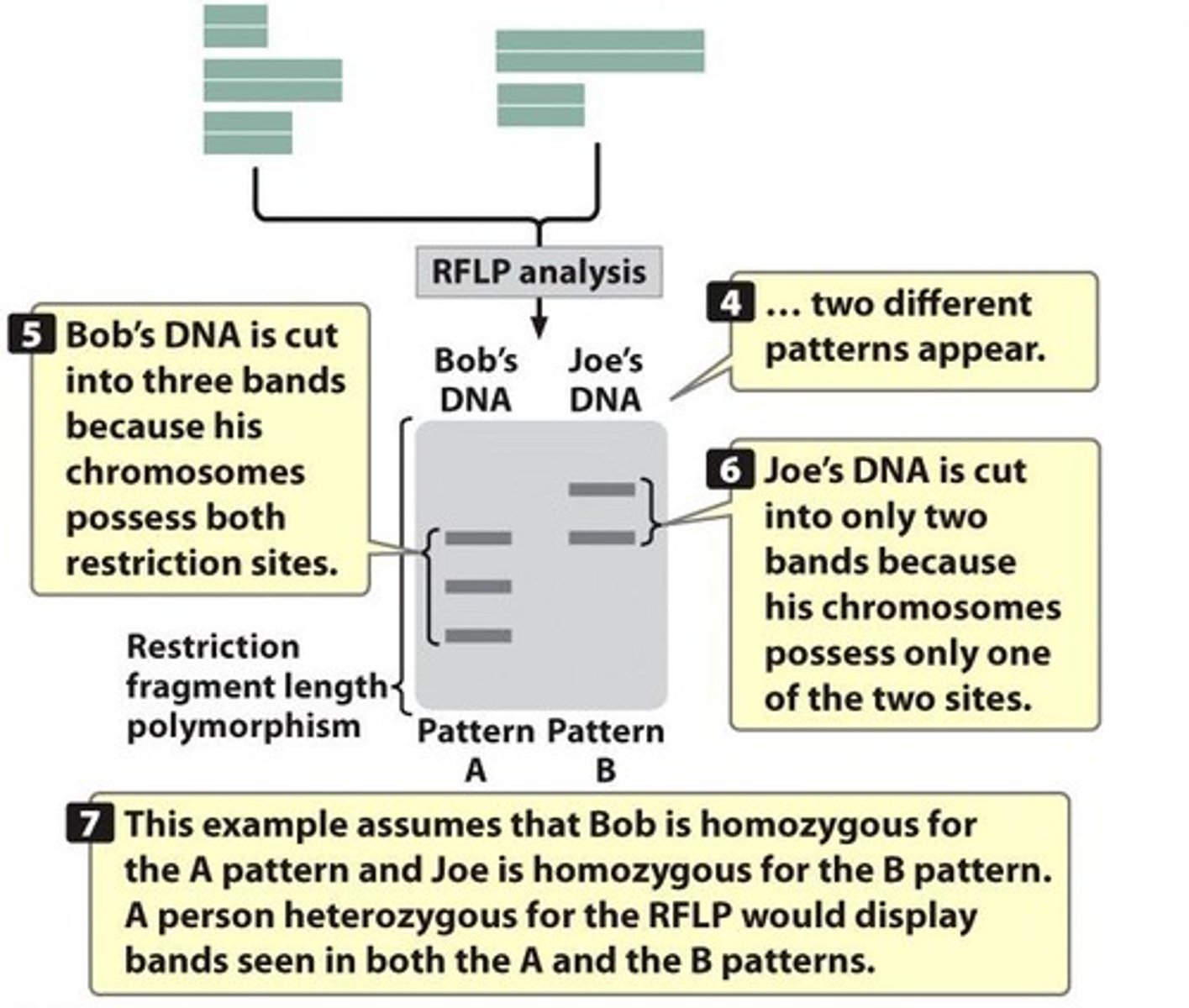 <p>The use of genetic markers to distinguish individuals and answer legal questions.</p>