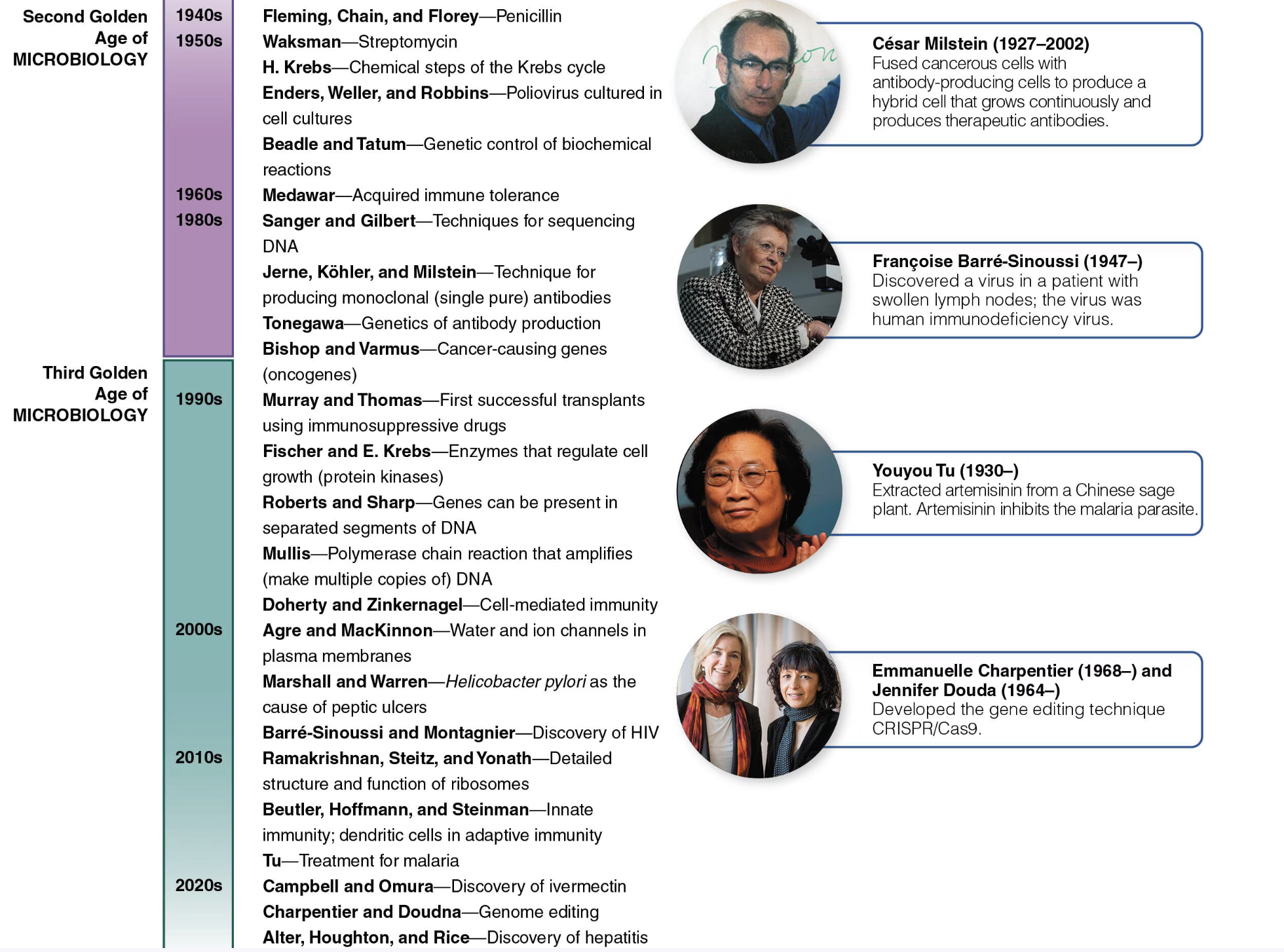 <p>QUESTION What advances occurred during the Second Golden Age of Microbiology?</p>
