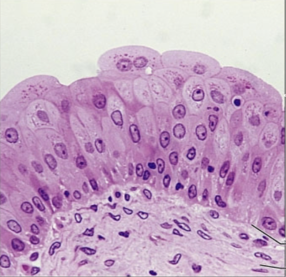 <p>what tissue is this</p>