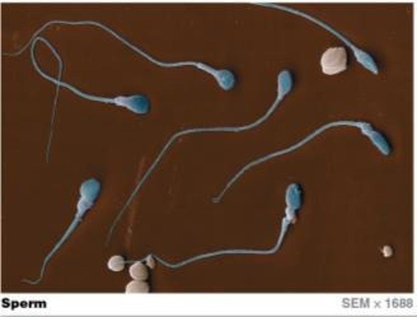 <p>Long organelles that propel sperm through fluid.</p>