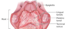<p>Root (of the tongue)</p>
