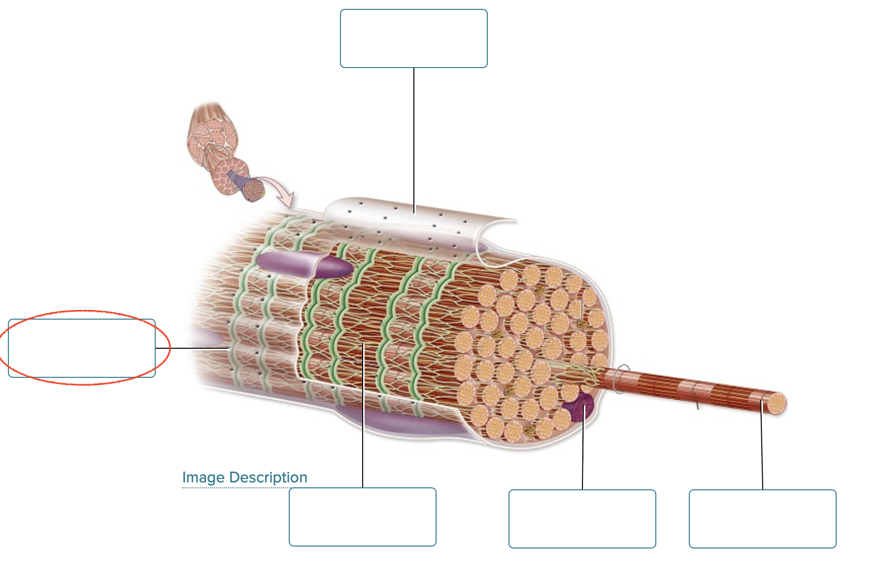<p><span><span>Label the structures of a skeletal muscle fiber.</span></span></p>