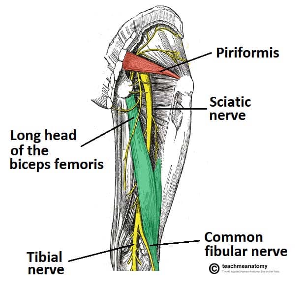 <ul><li><p>tibial nerve</p></li><li><p>common fibular nerve</p></li></ul><p></p>