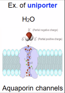 <p>down concentration gradient, passive, small charged molecules</p><ul><li><p><strong>uniporter</strong> only 1 molecule, i.e. sodium channel</p></li><li><p><strong>ion channel:</strong> gated open/close in response to different stimuli</p><ul><li><p><strong>ligand-gated channels</strong></p></li><li><p><strong>voltage-gated channel</strong></p></li></ul></li></ul><p></p>