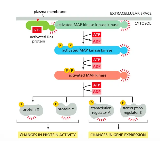 <p>This slide shows that <strong>active Ras triggers a MAP kinase phosphorylation cascade that alters protein activity and gene expression.</strong></p><ul><li><p>Ras–GTP activates a MAP kinase kinase kinase at the membrane, which phosphorylates and activates a MAP kinase kinase, which in turn activates MAP kinase.</p></li><li><p>Activated MAP kinase phosphorylates cytosolic proteins and nuclear transcription factors, producing changes in protein activity and in transcription of target genes.</p></li></ul><p></p>